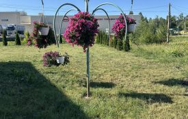 У Глухівцях покрали квіти, які прикрашають центр селища