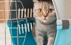 Подорожі з улюбленцями: Укрзалізниця оновила правила перевезення тварин