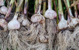 Щоб мати великі головки часнику, його треба вчасно і правильно посадити