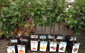 Як за 5 секунд визначити якість саджанця