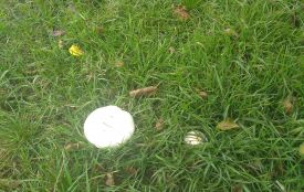 Рядовки можна чекати за тиждень, опеньки — за два тижні