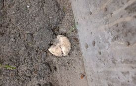 У Козятині ростуть гриби... просто з асфальту