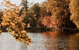 Українські водойми почали масово заселяти «живими фільтрами»