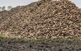 На Вінниччині новий цукровий сезон розпочали всі 5 заводів