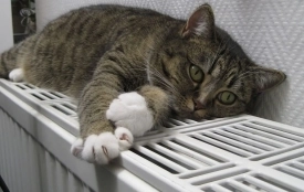 Інформація про те, що змінились дати опалювального сезону — невірна