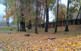 Скейт-парку в Козятині бути?