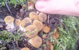 В лісі, зустріли вовків, фазанів, попеклися в кропиві тільки радості було більше.