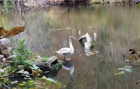 Молодий лебідь не набравши висоти, зачепив високовольтні дроти і впав у воду