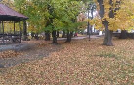 Садівники радять опале листя мульчувати. Екологи — залишити його в спокої