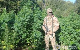 Масштабну наркоплантацію виявили у полі на Вінниччині, коли ділки збирали «врожай»