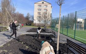 У Козятині висадили молоді каштани, липи та катальпи