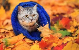 Похолодання лише посилиться. Оновлений прогноз погоди на тиждень