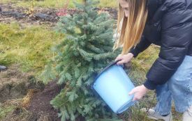 У сквері «Надія», що у селі Зозулинці, висадили блакитну ялинку