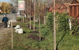 Скільки коштували нові дерева, які посадили у Козятині