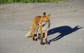 Скажена лисиця у нашому районі покусала собаку та дитину