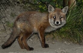 У Хмільнику лисиця зі сказом напала на дитину