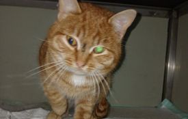 Машина збила його біля «Візиту», та завдяки небайдужим людям вдалося врятувати йому життя