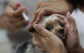 У Козятині вакцинуватимуть домашніх тварин від сказу. Коли і де