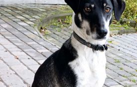 Врятована з війни: як цуценя з фронту знайшло дім і любов у Козятині