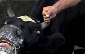 Знову сказ у нашому районі. Від хвороби загинула телиця