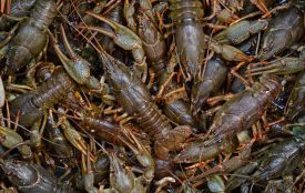 З 1 грудня на Вінниччині діятиме заборона на вилов річкових раків