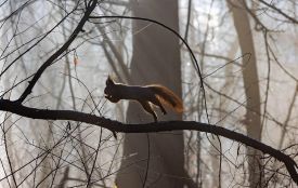 Невеликі дощі, мряка, завислий туман: який буде перший тиждень зими