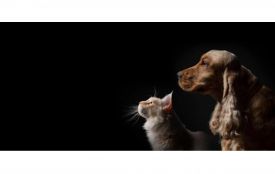 Чому варто вибрати бренд Pro Plan Purina: науковий підхід і переваги суперпреміум-раціону для улюбленців (Новини компаній)