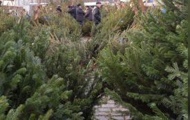 В області запрацювали ялинкові ярмарки. Повідомили про ціни