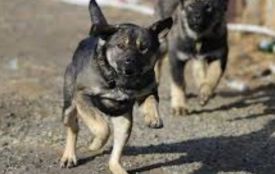 Покусали голову, обличчя, тулуб та кінцівки. На Козятинщині на дівчинку напала зграя домашніх собак