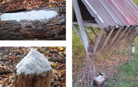 Щоб не йшли до людей. На Вінниччині в лісах поповнили запаси корму для оленів та кабанів