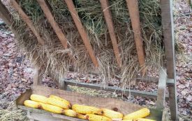 Один лис рветься з собакою, другий — третю качку догризає, а їх відстріл під питанням