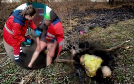 Одна жінка загинула, ще одна — отримала опіки: наслідки спалення сухої трави на Вінниччині