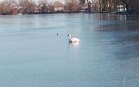 Як козятинці на Різдво лебедя рятували