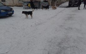 Викинуті на вулицю улюбленці стали соціальною проблемою і загрозою для людей