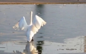 «Не треба мене рятувати, я відпочиваю». Рятувальники про лебедів на льоду