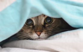 Історія, традиції та заборони 10 січня