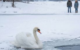 Чому не варто «рятувати» лебедів узимку: пояснення орнітологів і рятувальників