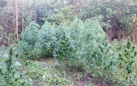 Передали до суду справу конопляних «магнатів»