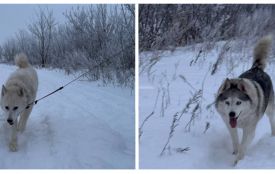 На носі — рани від ціпка: прив’язали і залишили на закинутому складі двох собак