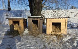 У Козятині безхатнім собакам поставили нові домівки