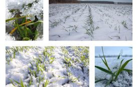 Сильні морози без снігу: як пережили озимі посіви на Вінниччині