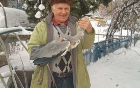 Обезсилена цапля покусала за обличчя свого спасителя