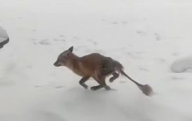 У приватному секторі Козятина зафіксували агресивну лисицю