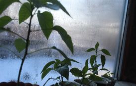 На дворі місцями до -27, а болгарський перчик вже проситься в землю