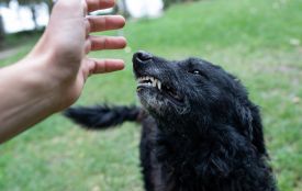 Майже 400 постраждалих за січень: Вінниччина залишається в зоні ризику через сказ