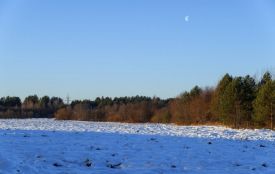 Фахівці перевірили: озимина не вимерзла