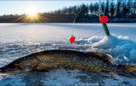 Щуку ловити — зась. У Вінницькій області вводять заборону та великі штрафи