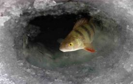 Рибалки б’ють на сполох: на водокачці задихається риба