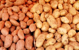 Сусіди збігатимуться дивитися: 5 елітних сортів картоплі для шаленого врожаю