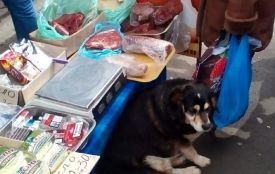 Просять повідомляти про місця скупчення вуличних собак без кліпс